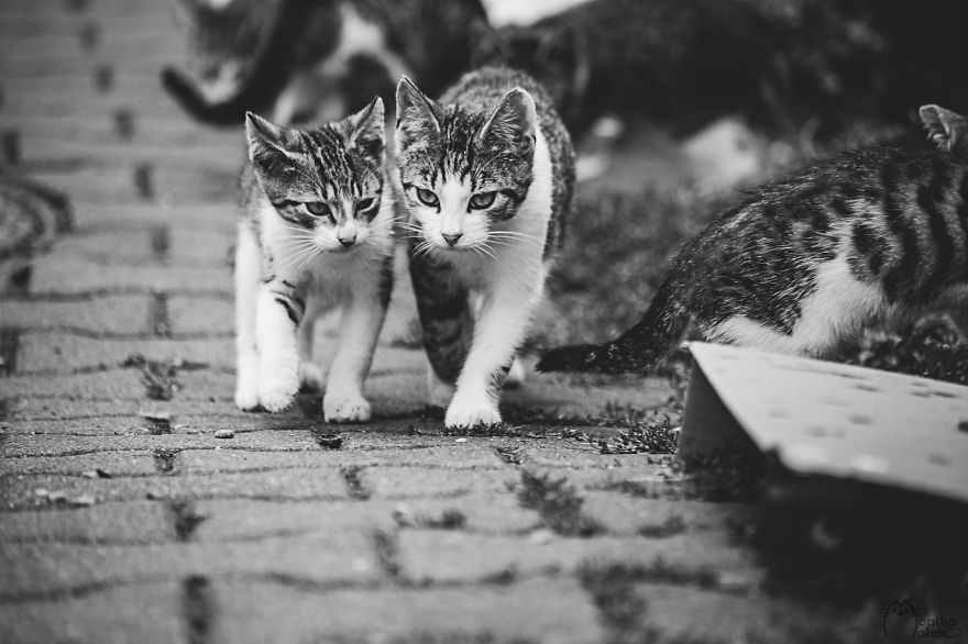 My Black-And-White Catography Reveals Their Hypnotizing Beauty