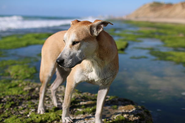 Tofu (labrador Vs. American Staffordshire Terrier)