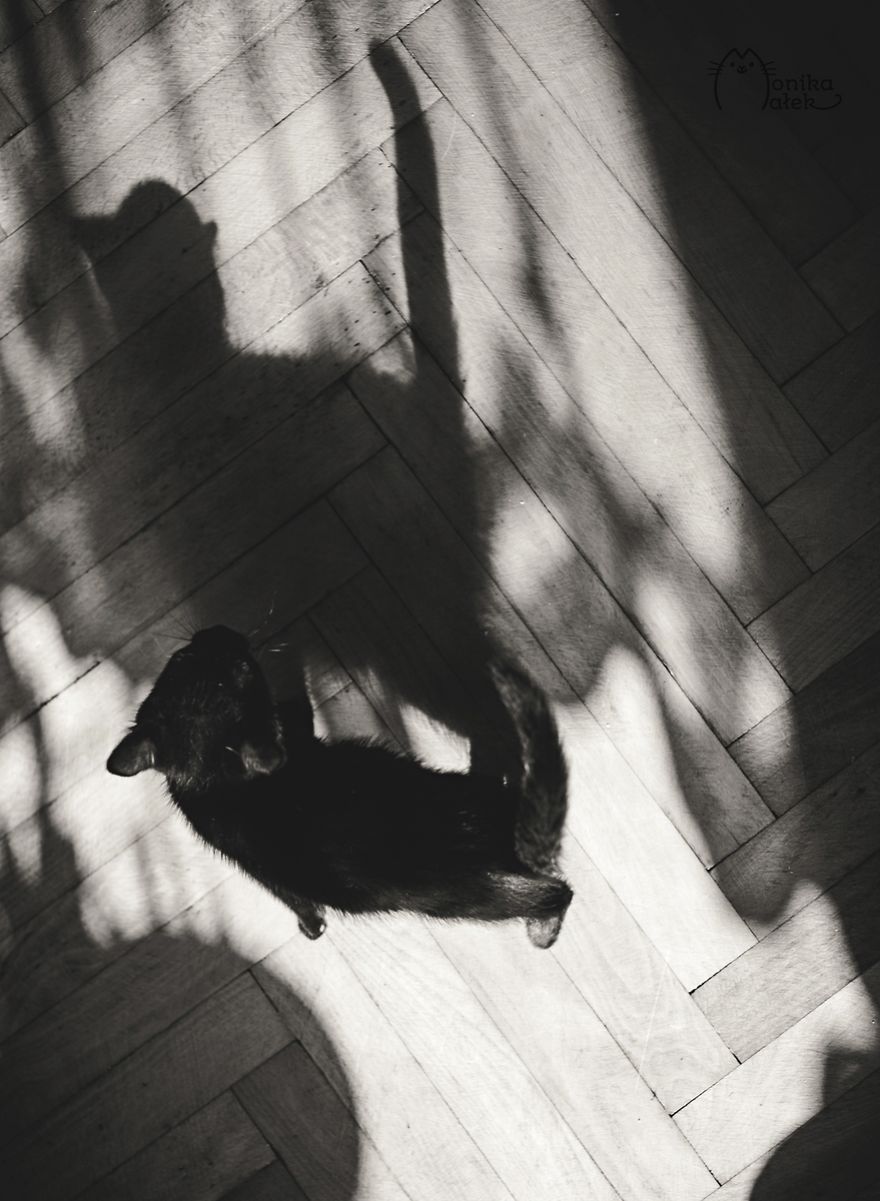 My Black-And-White Catography Reveals Their Hypnotizing Beauty