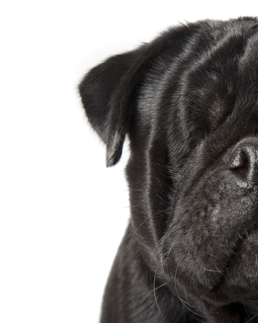 Perfect Imperfection: Photographer Documents The Beauty Of Animals With Disabilities Perfect Imperfection: Photographer Documents The Beauty Of Animals With Disabilities