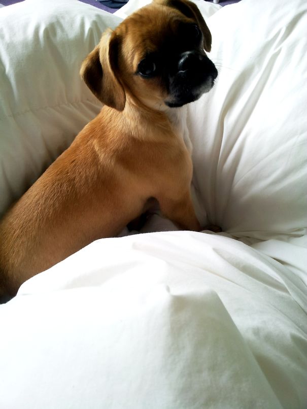 Jackson - My Pug Crossed With A Cavalier King Charles Spaniel - He Was Only A Pup!