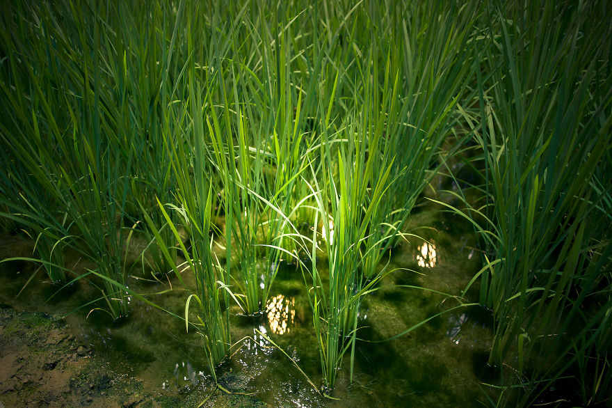 Japan Secret Urban Farming In The Heart Of Tokyo