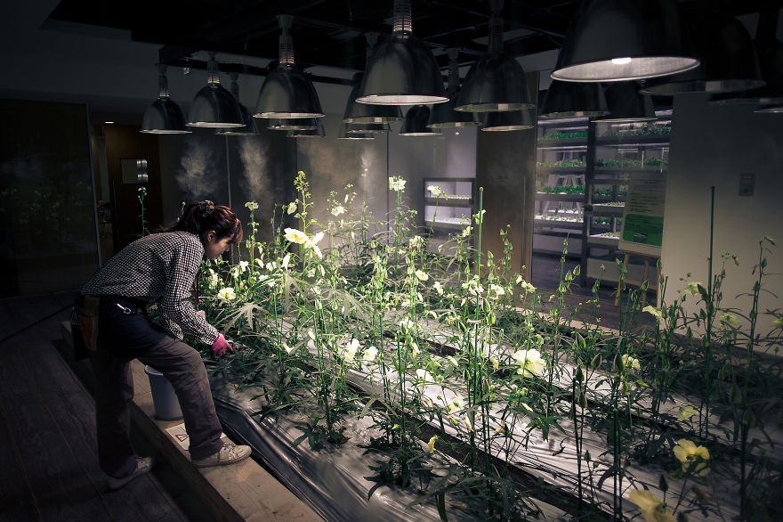 Japan Secret Urban Farming In The Heart Of Tokyo