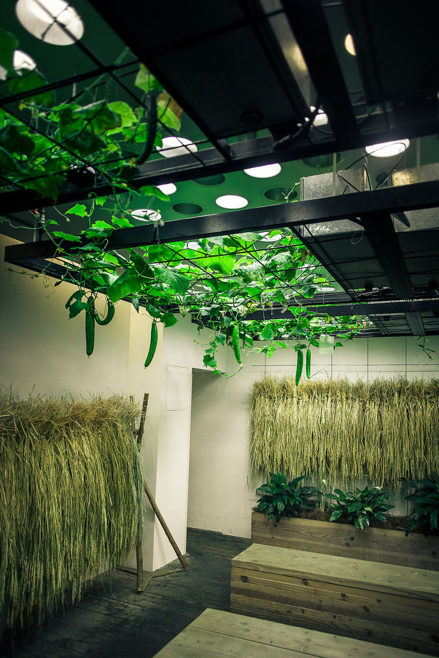 Japan Secret Urban Farming In The Heart Of Tokyo