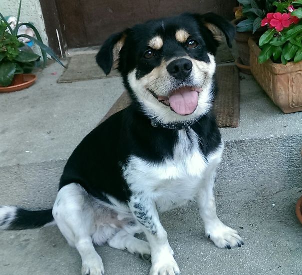 Cavalier Rottweiler (rotweiller + Cavalier King Charles Spaniel)