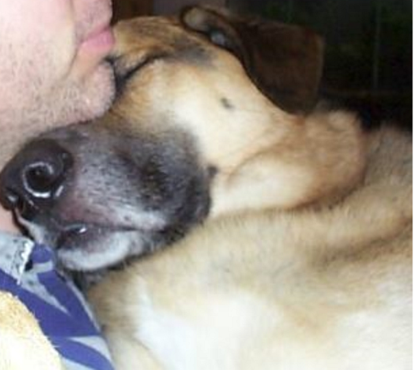 Our Precious, Departed Sheprador (gsd/lab): Kodi. Best Muttsie There Ever Was.