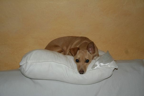 Italian Greyhound - Manchester Terrier - Maltese