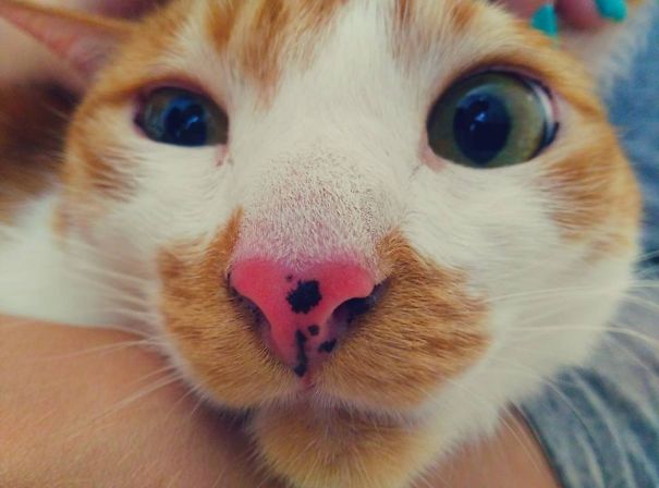 Loki Is Not Pleased.