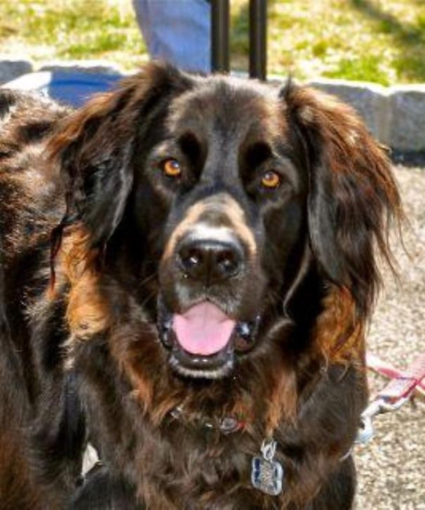 Max - Labernard (lab/st. Bernard Cross)