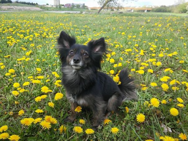 Matilda - Toychi (toy Terrier And Chichuachua)