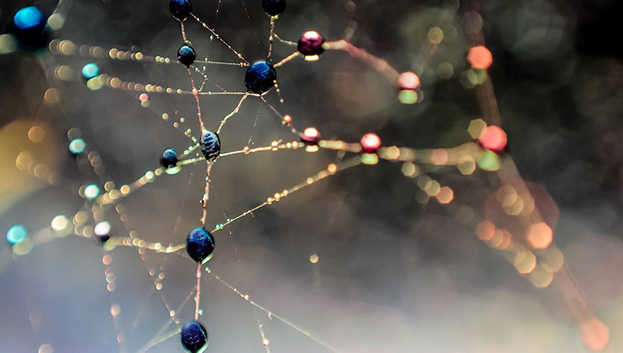 Mesmerising Beauty Of Droplets Captured Through My Macro Lens Mesmerising Beauty Of Droplets Captured Through My Macro Lens