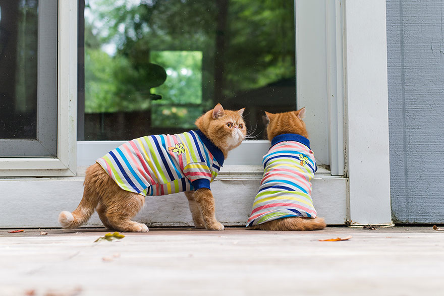 We Travel Around The U.s. Photographing Celebrity Cats And Their Caretakers We Travel Around The U.s. Photographing Celebrity Cats And Their Caretakers