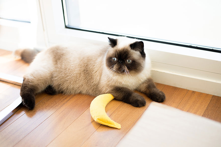 We Travel Around The U.s. Photographing Celebrity Cats And Their Caretakers We Travel Around The U.s. Photographing Celebrity Cats And Their Caretakers