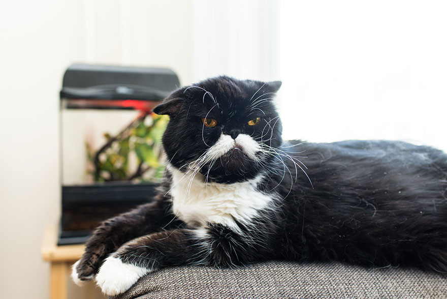 We Travel Around The U.s. Photographing Celebrity Cats And Their Caretakers We Travel Around The U.s. Photographing Celebrity Cats And Their Caretakers