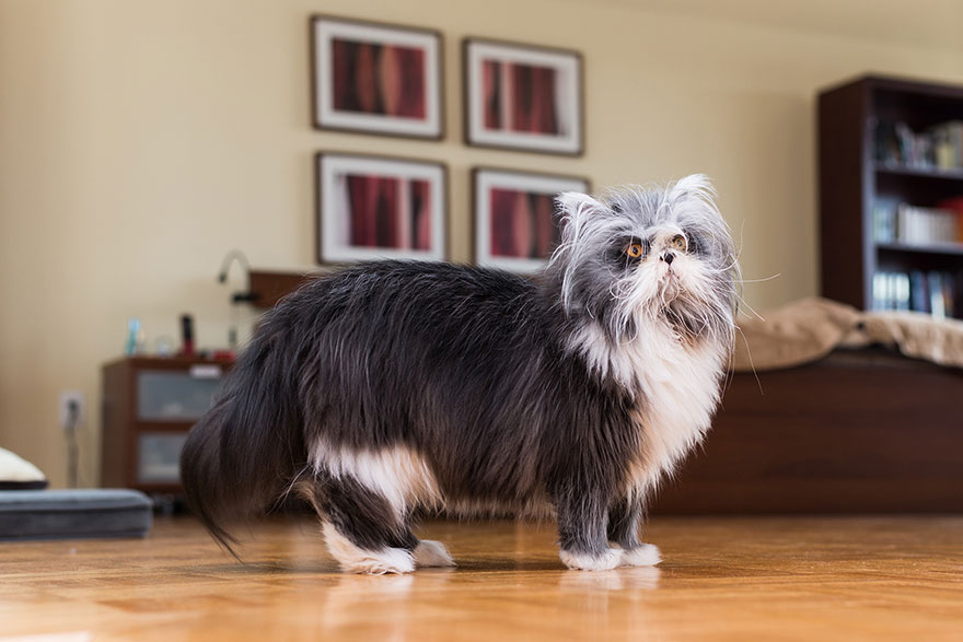 We Travel Around The U.s. Photographing Celebrity Cats And Their Caretakers We Travel Around The U.s. Photographing Celebrity Cats And Their Caretakers