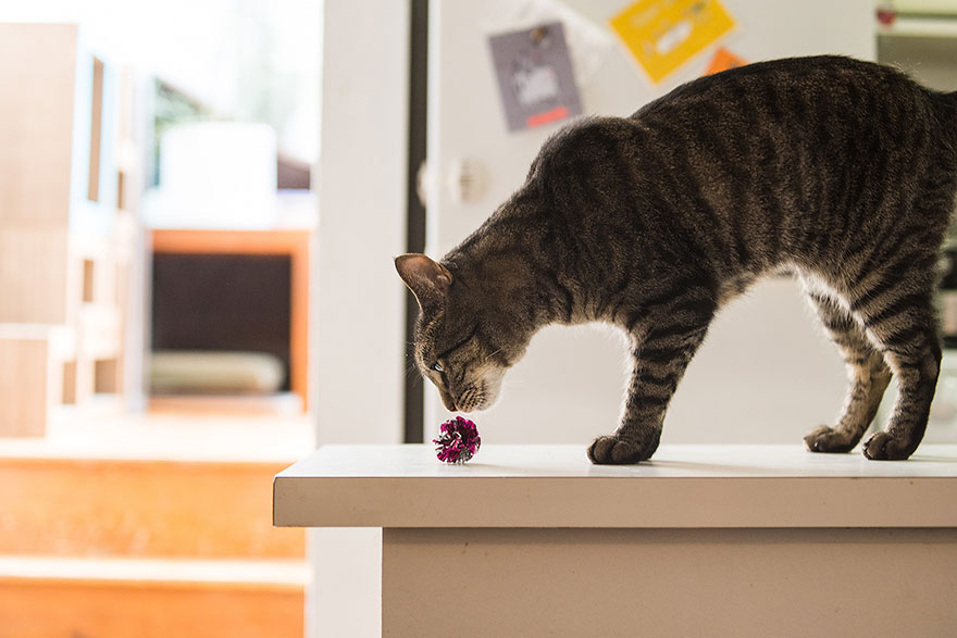 We Travel Around The U.s. Photographing Celebrity Cats And Their Caretakers We Travel Around The U.s. Photographing Celebrity Cats And Their Caretakers