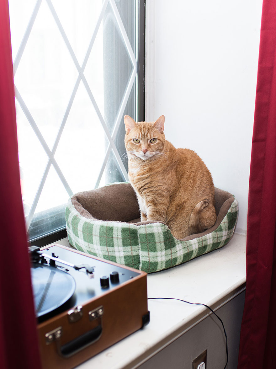 We Travel Around The U.s. Photographing Celebrity Cats And Their Caretakers We Travel Around The U.s. Photographing Celebrity Cats And Their Caretakers