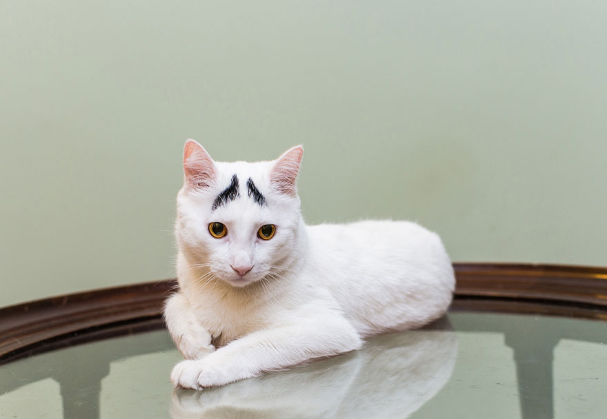 We Travel Around The U.s. Photographing Celebrity Cats And Their Caretakers We Travel Around The U.s. Photographing Celebrity Cats And Their Caretakers