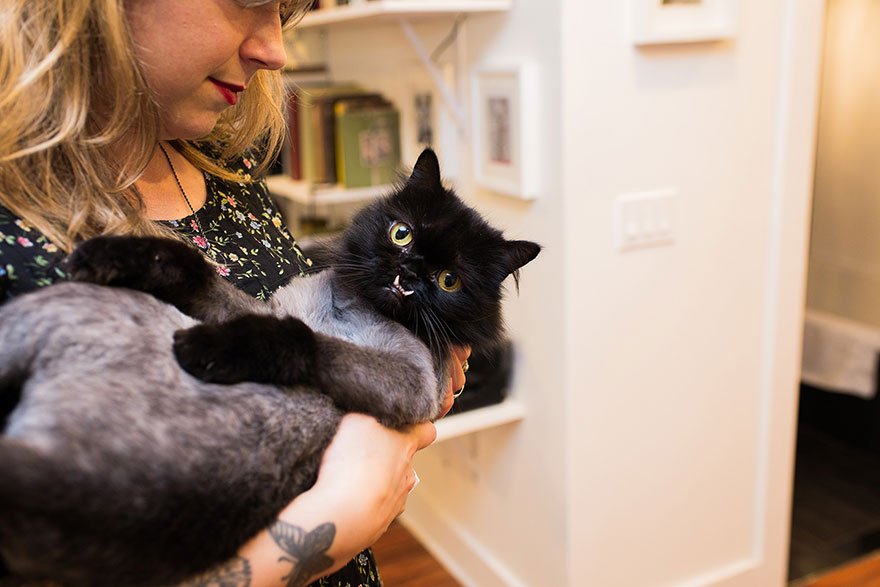 We Travel Around The U.s. Photographing Celebrity Cats And Their Caretakers We Travel Around The U.s. Photographing Celebrity Cats And Their Caretakers