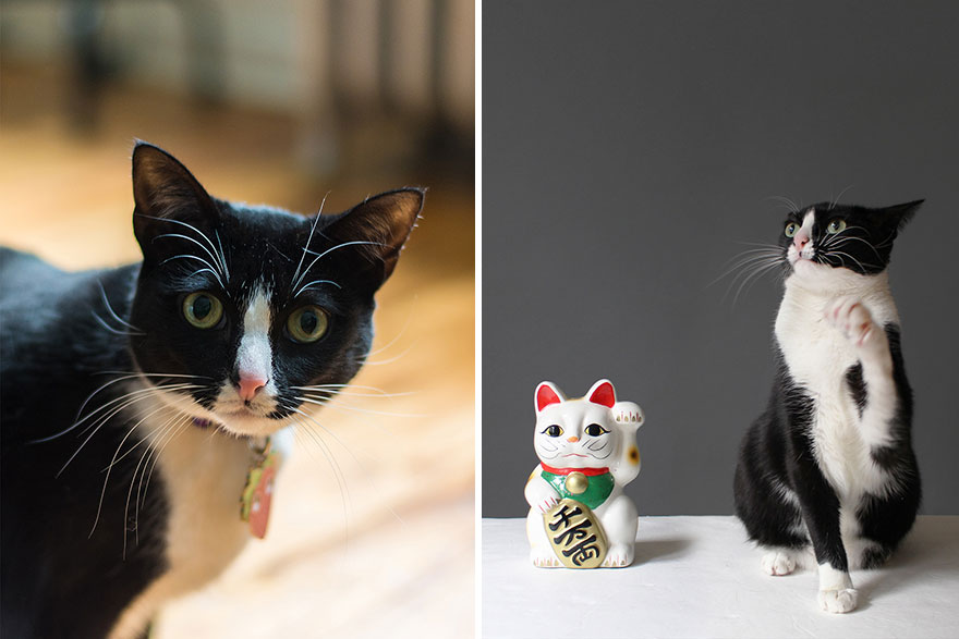 We Travel Around The U.s. Photographing Celebrity Cats And Their Caretakers We Travel Around The U.s. Photographing Celebrity Cats And Their Caretakers