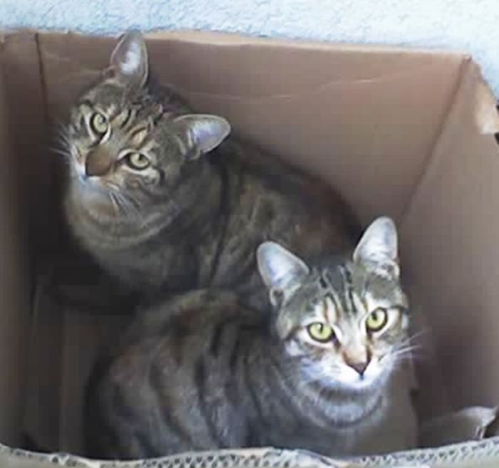 Milica And Her Mam Šaca, Belgrade 2010