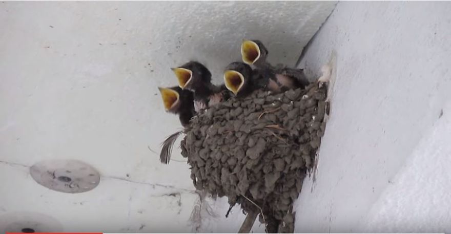 Miracle Of The Day Found Between Gray Blocks Of Flats