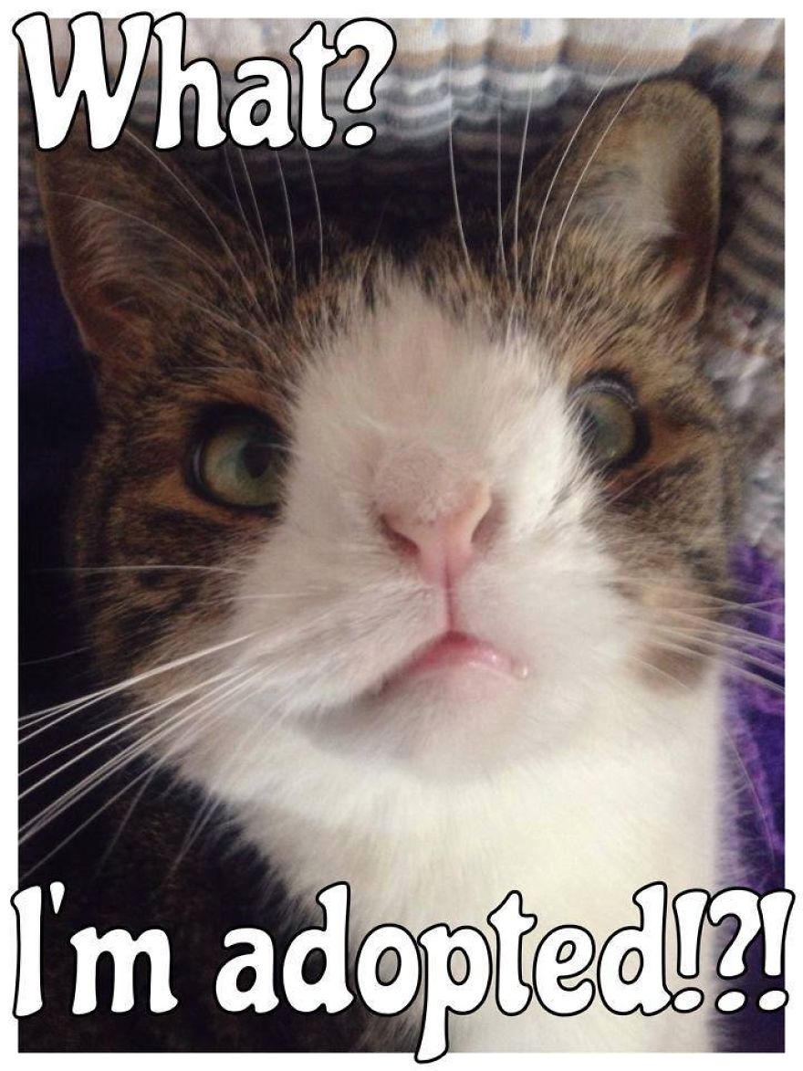 Monty Boy Memes Monty Boy Memes