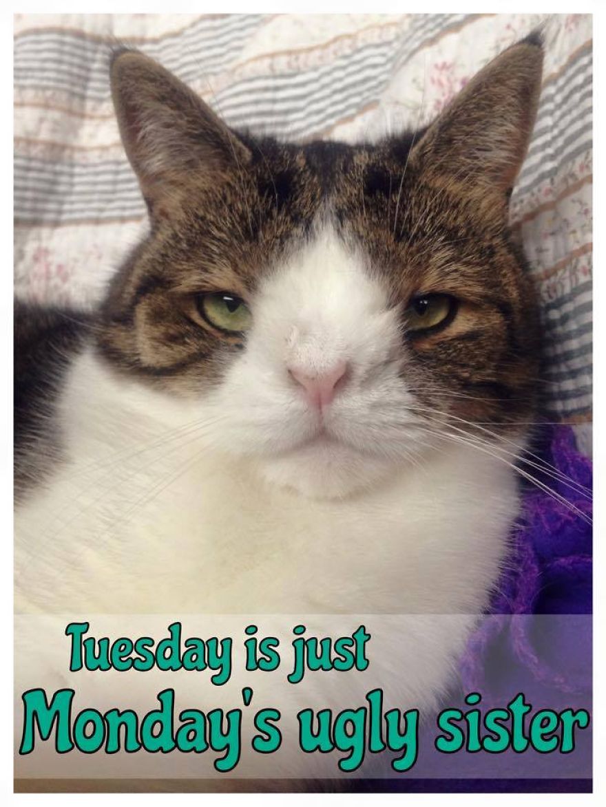 Monty Boy Memes Monty Boy Memes