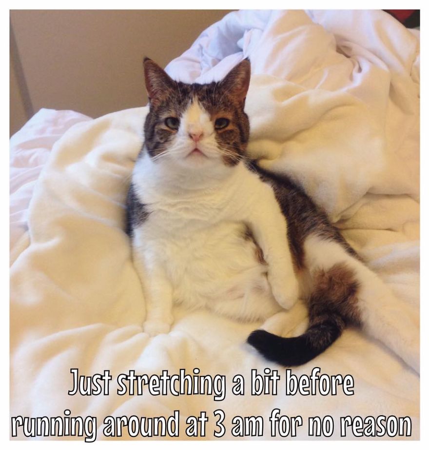 Monty Boy Memes Monty Boy Memes