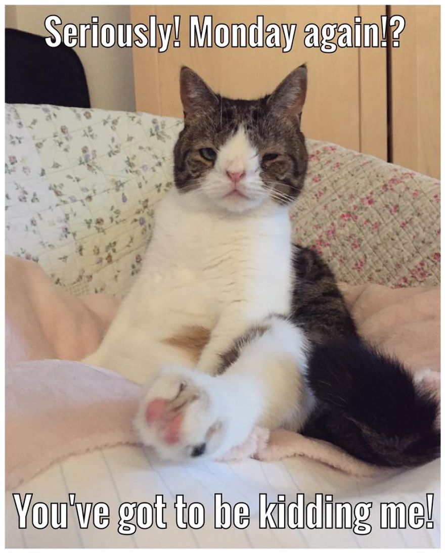 Monty Boy Memes Monty Boy Memes