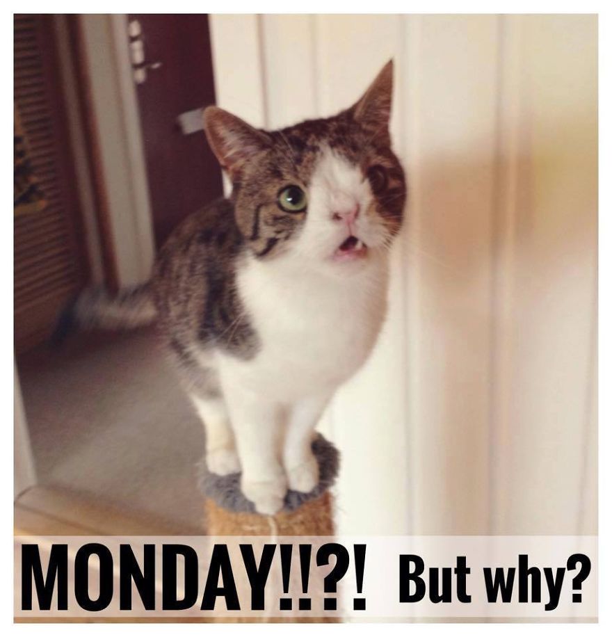 Monty Boy Memes Monty Boy Memes