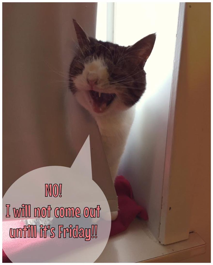 Monty Boy Memes Monty Boy Memes