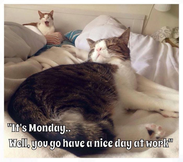 Our Cat Monty Is Not Perfect But Pawsome! Our Cat Monty Is Not Perfect But Pawsome!