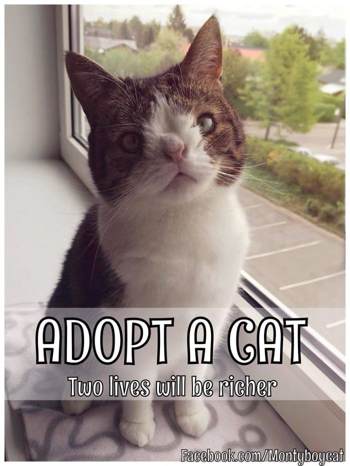 Our Cat Monty Is Not Perfect But Pawsome! Our Cat Monty Is Not Perfect But Pawsome!