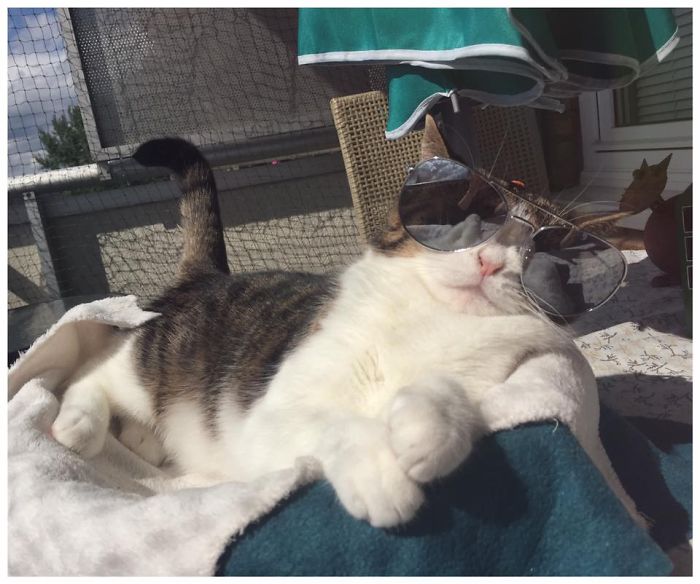 Our Cat Monty Is Not Perfect But Pawsome!