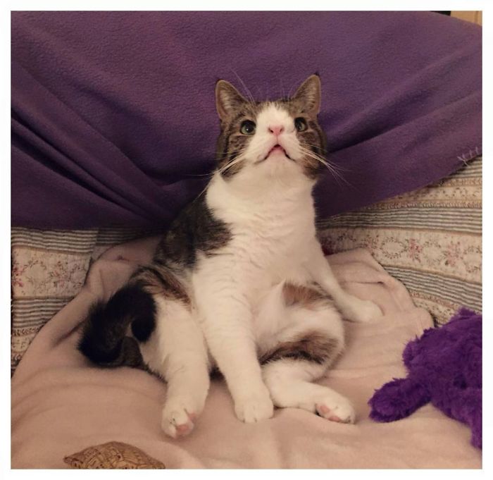 Our Cat Monty Is Not Perfect But Pawsome!