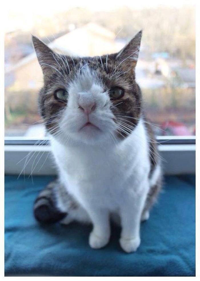 Our Cat Monty Is Not Perfect But Pawsome!