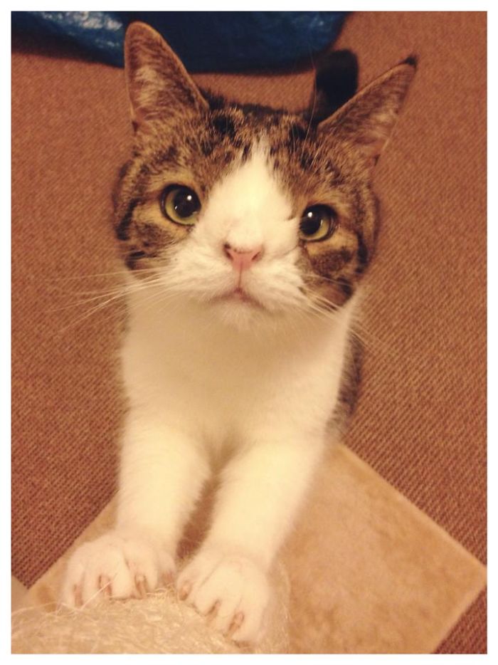 Our Cat Monty Is Not Perfect But Pawsome! Our Cat Monty Is Not Perfect But Pawsome!