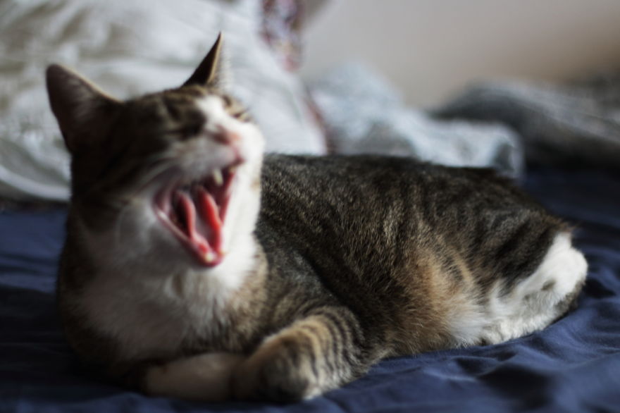 My Cat Yawns Every Time I Take A Picture