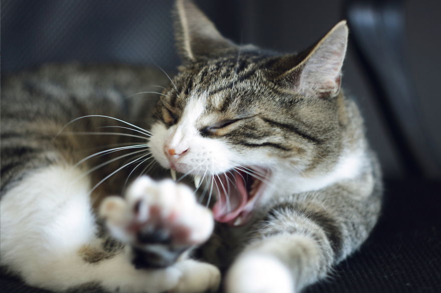 My Cat Yawns Every Time I Take A Picture