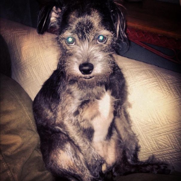 Newman....just A Mutt But We Love Him.