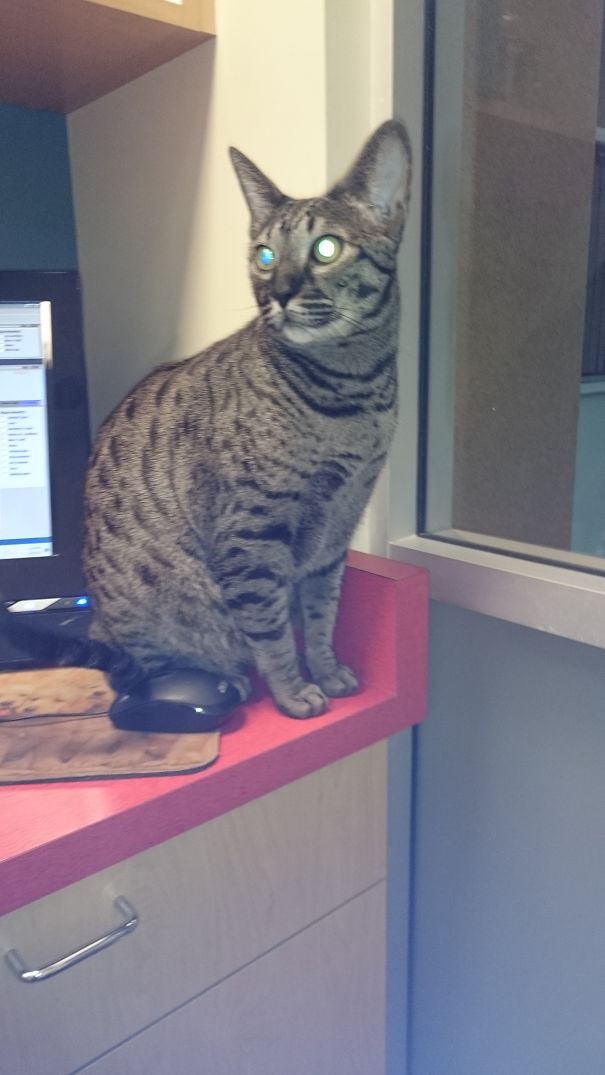 Niko-san Is Ok, Until He Is In A Cage - Then He Meow Like A Banshee (ringtone Recorded)