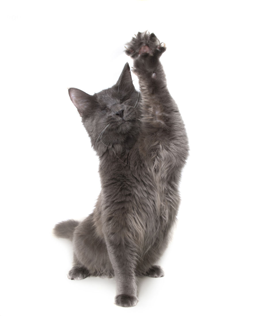 Perfect Imperfection: Photographer Documents The Beauty Of Animals With Disabilities Perfect Imperfection: Photographer Documents The Beauty Of Animals With Disabilities