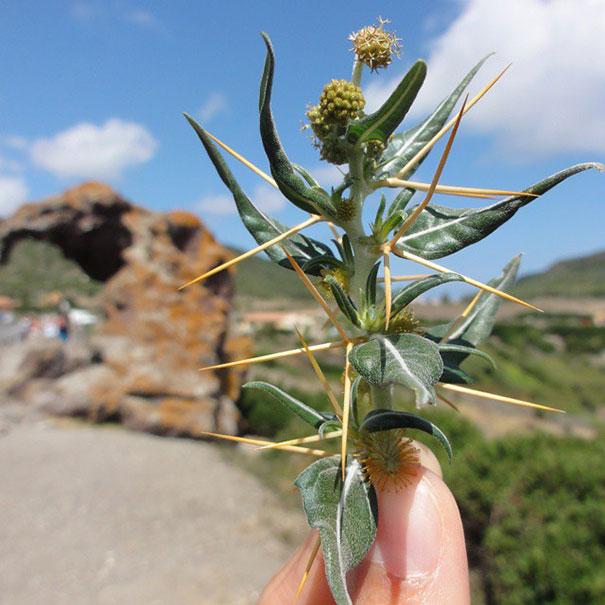 I Document The Scents Of Sardinia To Remember The Smells Of My Land I Document The Scents Of Sardinia To Remember The Smells Of My Land