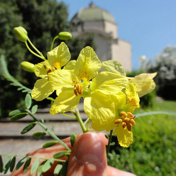 I Document The Scents Of Sardinia To Remember The Smells Of My Land