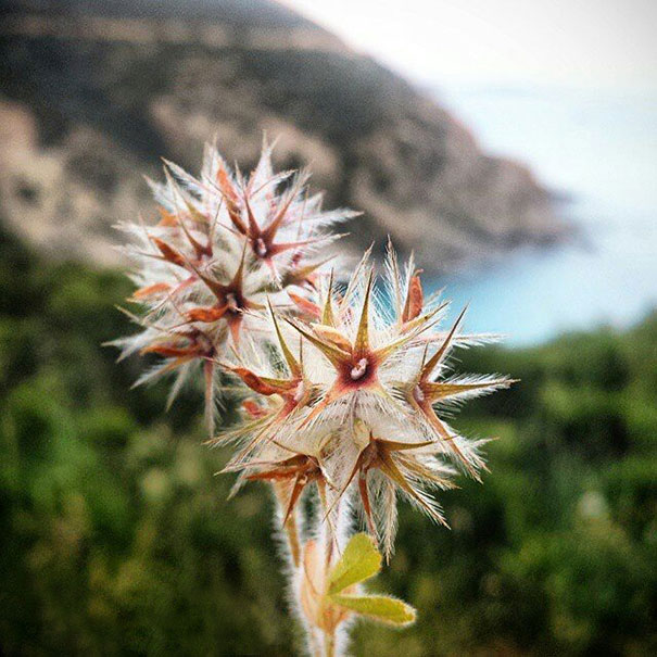 I Document The Scents Of Sardinia To Remember The Smells Of My Land I Document The Scents Of Sardinia To Remember The Smells Of My Land