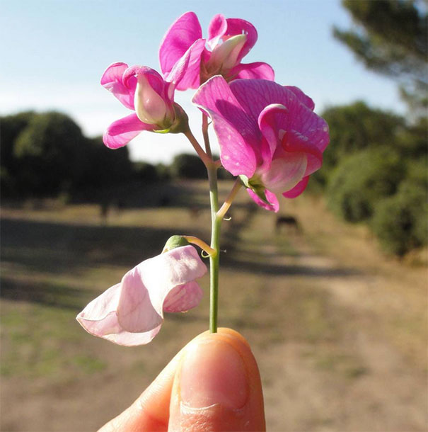 I Document The Scents Of Sardinia To Remember The Smells Of My Land