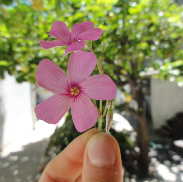 I Document The Scents Of Sardinia To Remember The Smells Of My Land I Document The Scents Of Sardinia To Remember The Smells Of My Land