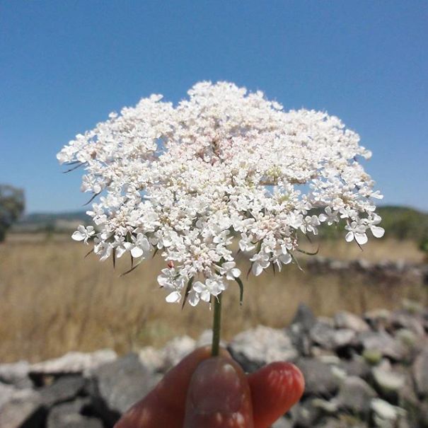 I Document The Scents Of Sardinia To Remember The Smells Of My Land