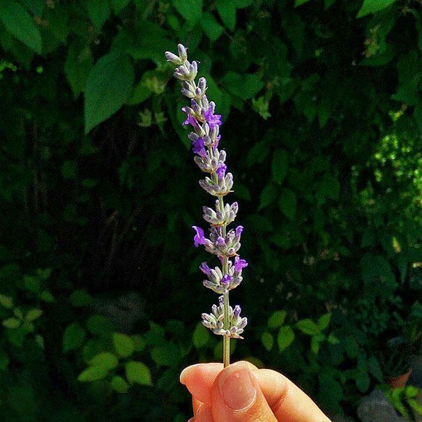 I Document The Scents Of Sardinia To Remember The Smells Of My Land I Document The Scents Of Sardinia To Remember The Smells Of My Land